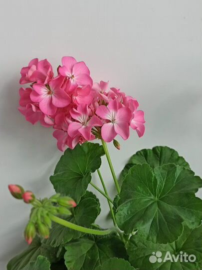 Пеларгония зональная