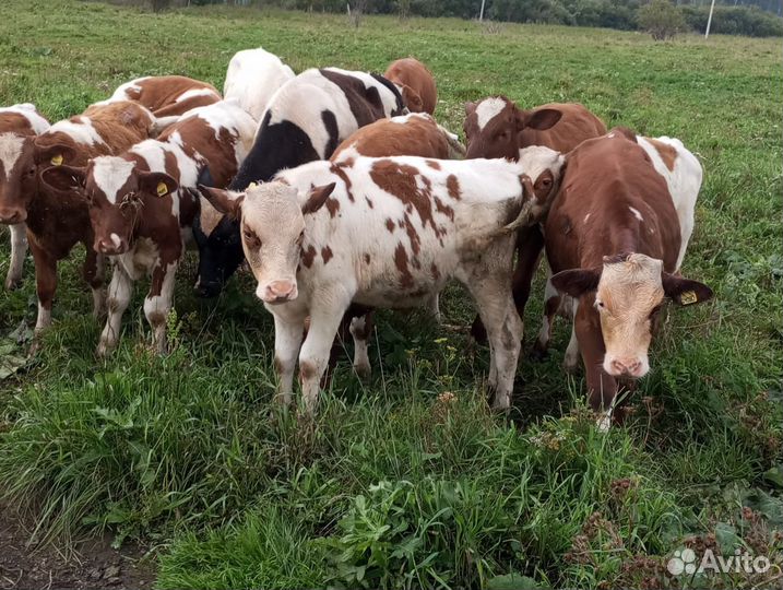 Продам бычки 12 штук по 43 тыс каждуму