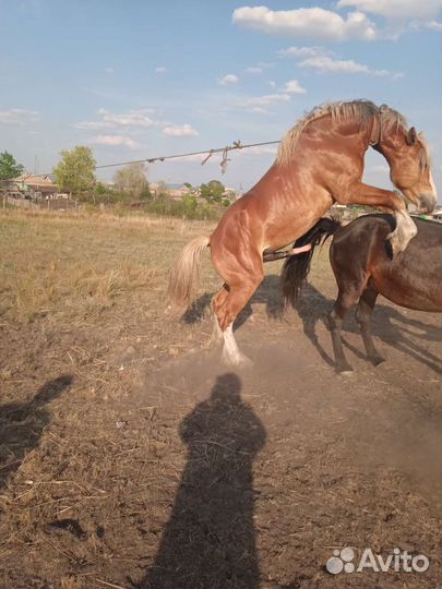 Племенной жеребец 3года