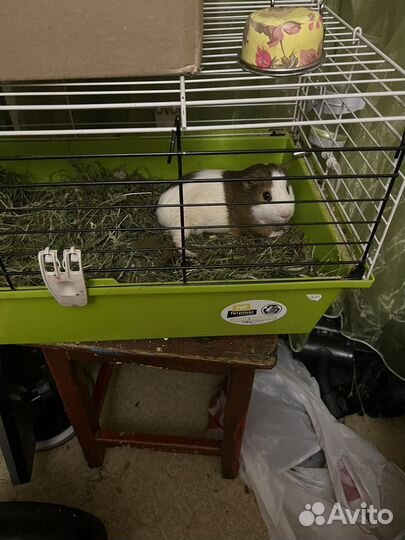 Морские свинки