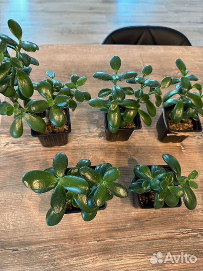 Крассула (денежное дерево)