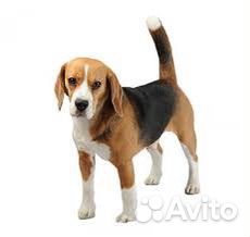 Бигль вязка (ищем мальчика)