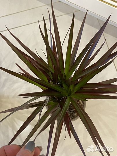 Драцена Биколор