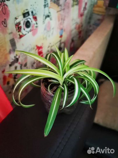 Хлорофитум