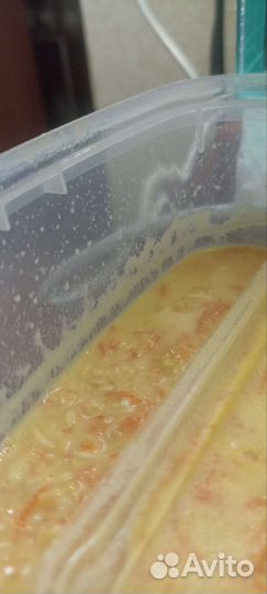 Живой корм для рыбок