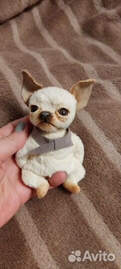 Тедди собачка чихуахуа