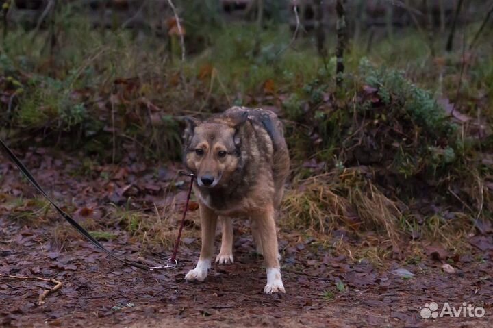 Отдам в добрые руки