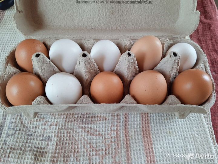 Домашние куриные яйца
