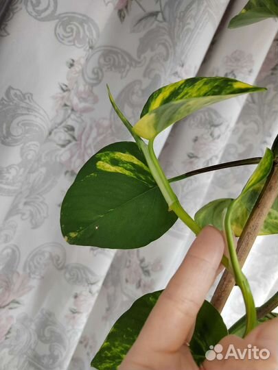 Сциндапсус