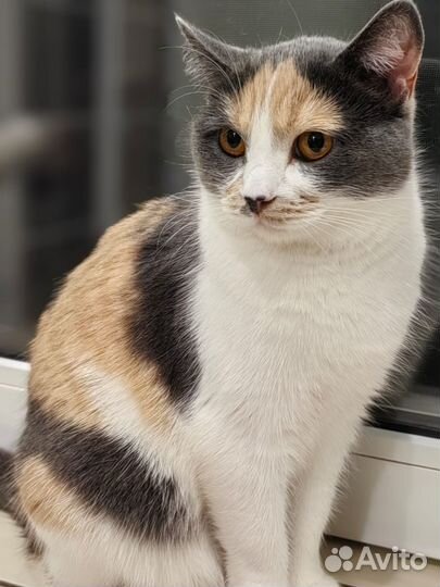 Красивая кошка