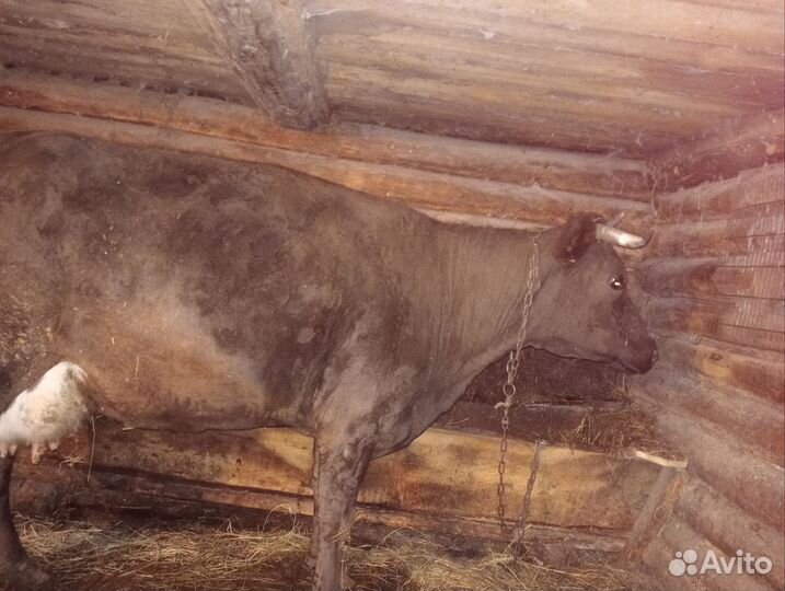 Корова дойная