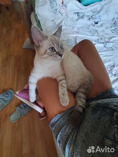 Передержка кошек и собак