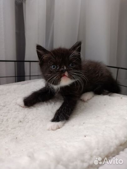 Котята в добрые руки бесплатно