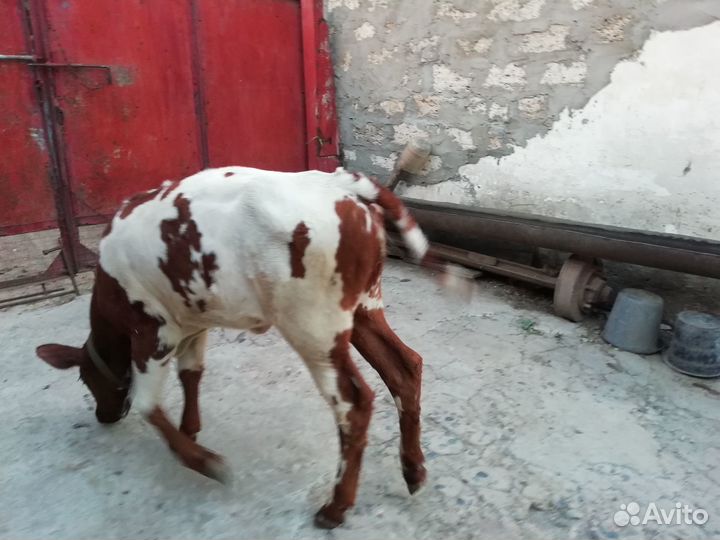 Продаётся теленок