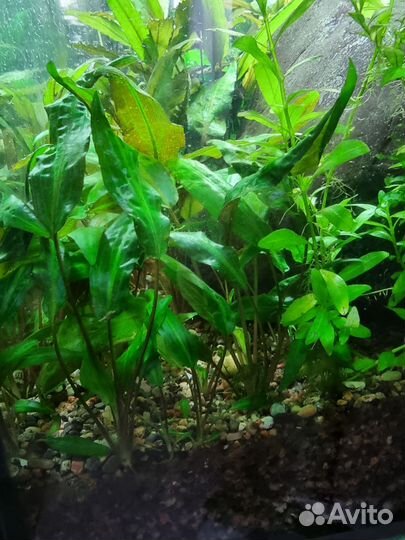 Криптокарины растения для аквариума