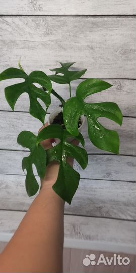 Рафидофора тетрасперма (монстера минима)