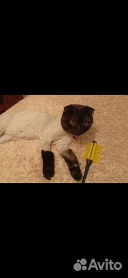 Стрижка кошек