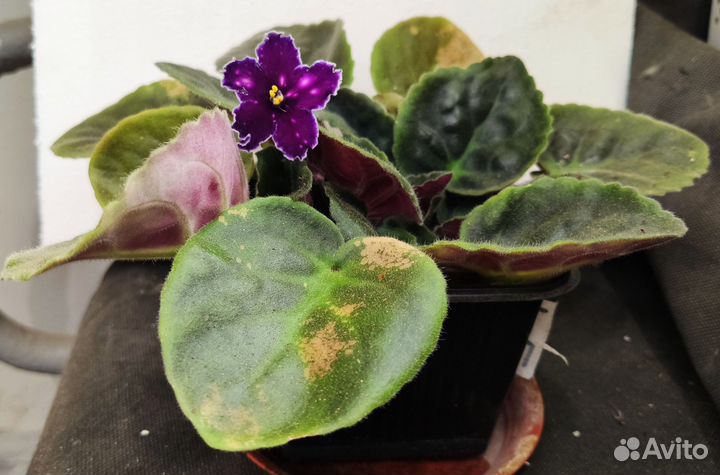 Сортовая цветущая фиалка