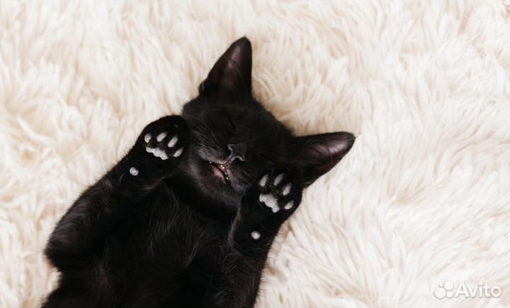 Черный бумер - красивый добрый мальчик 3.5 мес