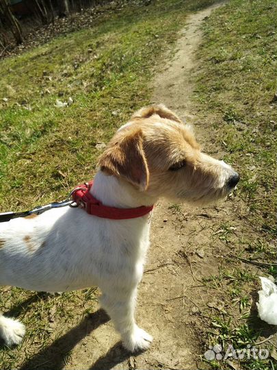 Джек Рассел терьер