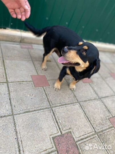 Маленькая собака в добрые руки