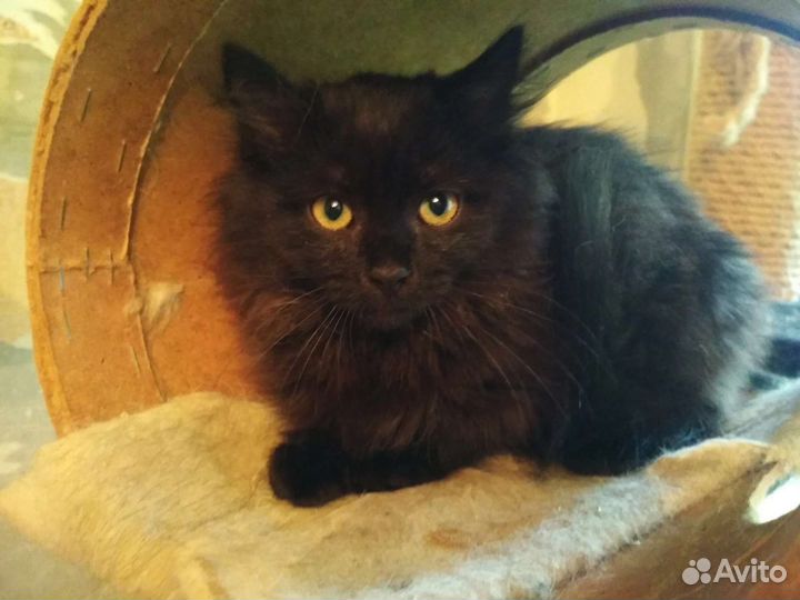 Черный котенок