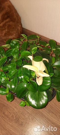 Пеперомия зеленая, магнолиялистная