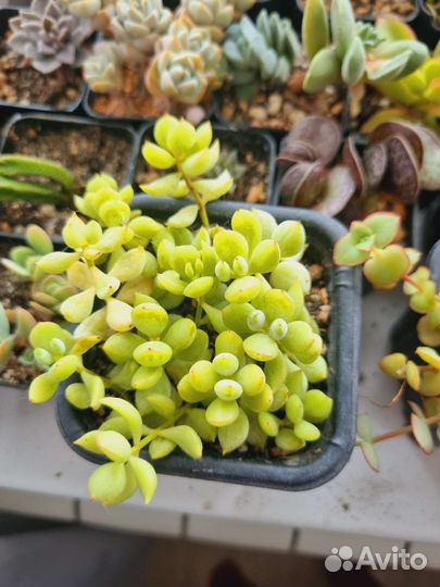 Суккуленты