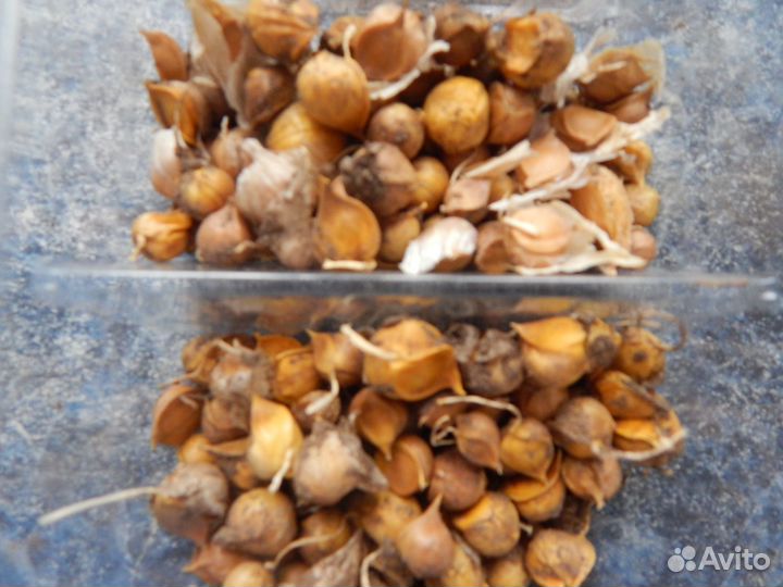 Чеснок рокамболь