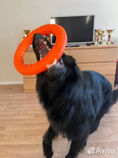 Дрессировка собак с передержкой