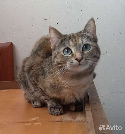 Кошка ищет дом