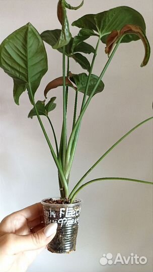 Сингониум Пинк Флекед