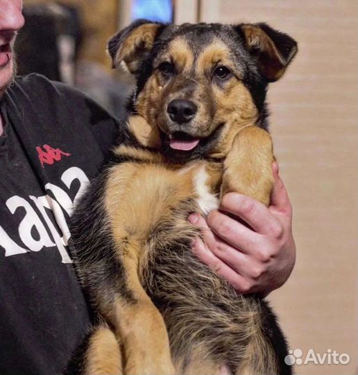 Кузя в добрые руки