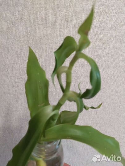 Растение золотой ус