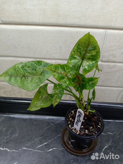 Сингониумы сортовые - 2