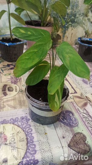 Ктенанта лубберса