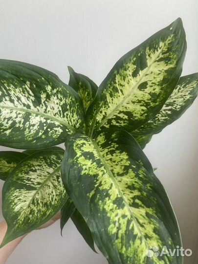 Диффенбахия Mars, Camilla