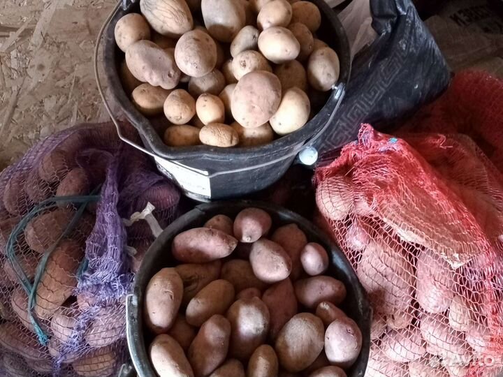 Семенной картофель