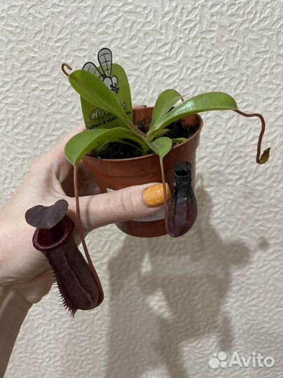 Дионея, непентес, растения хищники