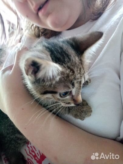 Котята девочки