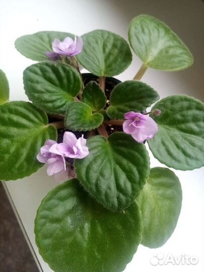 Цветущие фиалки