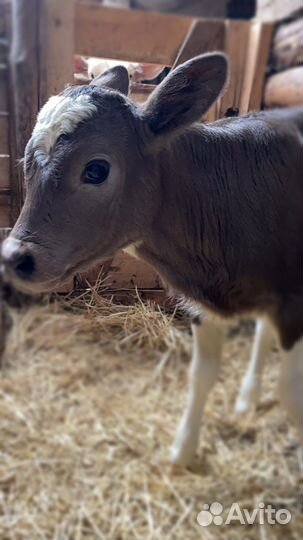 Телята продам телки бычки (бычок) недельные