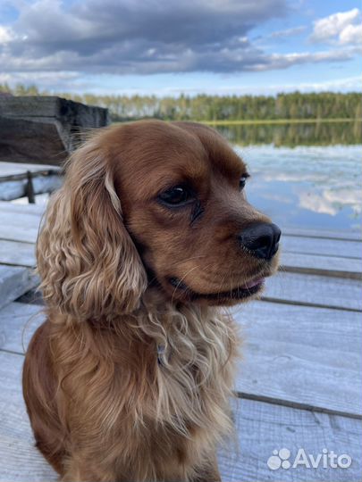 Собака спаниэль вязка