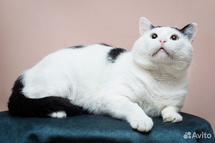 Котик толстячок колбаскин