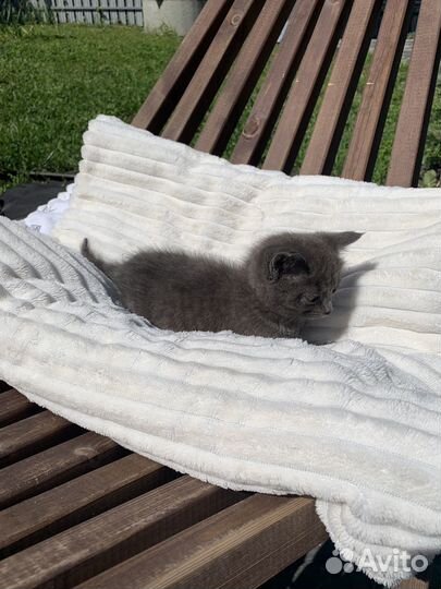 Котик в добрые руки