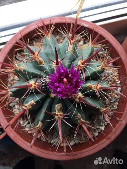 Ферокактус широкоиглый (Ferocactus latispinus)