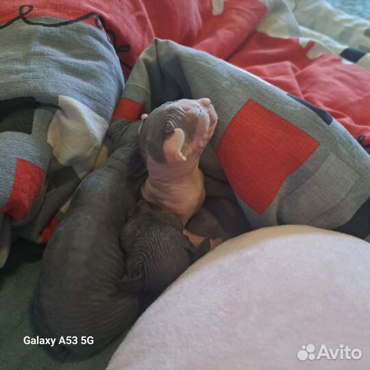 Канадский сфинкс