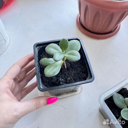 Комнатный цветок денежное дерево толстянка