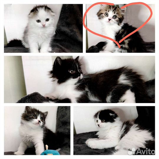 Шотландские котята