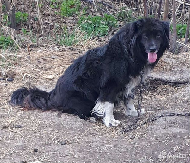 Дориан собака для души в дар. Доставка